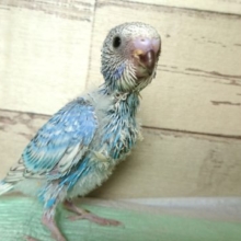 黒いクチバシはヒナの証！　セキセイインコ　スパングル　2021 　９月２日