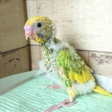 立ち姿がｽﾃｷ☆☆☆　セキセイインコ　スパングルパイド　2021　9月3日