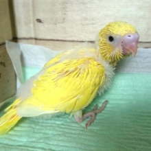 イエローばでぃの甘ったれさん　セキセイインコ、2021　9月3日