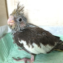 赤い頬のインコさん～　オカメインコ　ノーマル　2021　9月3日