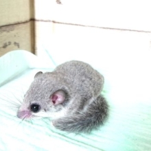 ハマりますよー　アフリカヤマネ♪　馴れるかな♬♪