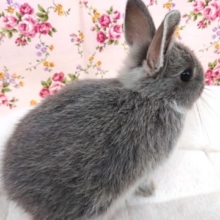 小さいけど元気です☆　ネザーランドドワーフラビット