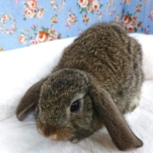大きなお耳のウサギさん♪　ロップイヤーです！