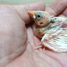 馴れますよ～～とっても♪白文鳥☆