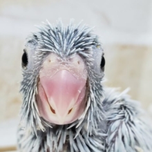 人気です。マメルリハアメリカンホワイト