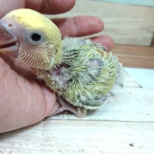 甘えちゃうプロっ　コザクラインコ　シナモン