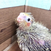 久々ですねっ　オカメスマイル☆　オカメインコ　シナモンパール