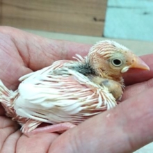 無表情がたまらなく。。良い☆　白文鳥～～