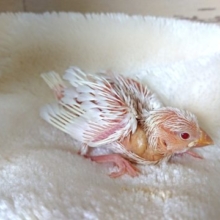 なかなかのﾚｱ文鳥～～　アルビノ文鳥ですーー