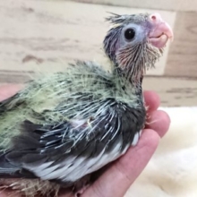 笑顔、癒されます～～　オカメインコ