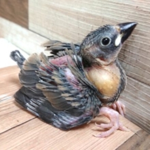 元気いっぱい！「そのう」もいっぱい♪　桜文鳥～～