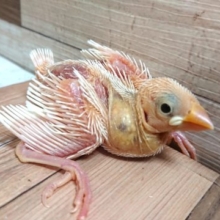 まだ羽根がね。。でも白くｷﾚｲに育つよ～！　白文鳥