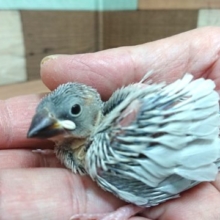 癖になる、無表情感～　シルバー文鳥☆