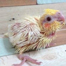 超おっとりさん！　オカメインコ　ルチノー