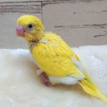 人気ですねっ　黄色の黒目ちゃん♬　セキセイインコ　ダブルファクター　2021　９月３０日