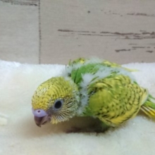 人気っ　上がってます〜☆　セキセイインコ　スパングル　2021　９月３０日