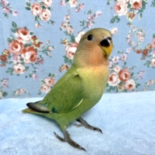 コザクラインコ  色変わり 9月25日
