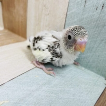 ワタワタポヤポヤ♡セキセイインコヒナ(4色ハルクイン)