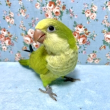 オキナインコ  ダークグリーンパリッド  9月14日