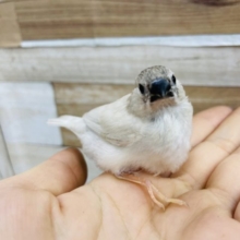 小さな天使♡キンカチョウ(シルバー)
