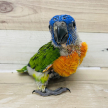 ヤバい可愛さ♥️アカエリゴシキセイガイインコヒナ！