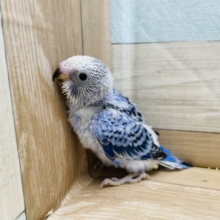 人気のインコさん☆セキセイインコのオパーリンカラー！