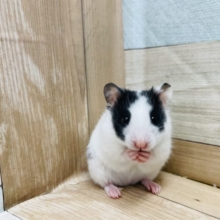 パンダみたいなお顔☆ドミノハムスター男の子