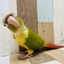 手乗りです☆人が大好きなホオミドリウロコインコ！！