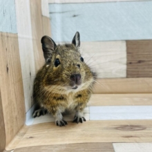 だるまさんがころんだ？？デグーくん！