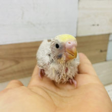 どんな色になるか楽しみ〜♪セキセイインコヒナ(イエローフェイスライラック)
