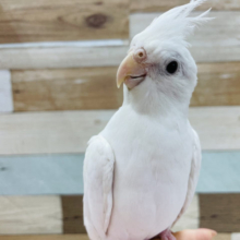 手から降りたくありません…オカメインコ(ピュアホワイト)