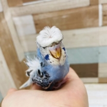 ご立派〜！！！羽衣セキセイインコヒナ(オパーリン)