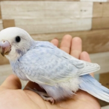 綺麗な色合いにうっとり♡セキセイインコヒナ(ホワイトウィング)