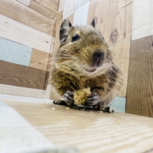 リラックスの寝方が豪快✨デグーくん！