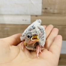 お待ちの方が多いかと……シルバー文鳥ヒナ♪