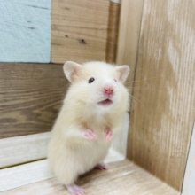 可愛すぎます！ブドウ目のサテンハムスター