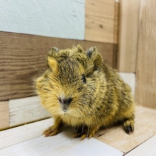 ぬいぐるみかな？？アビシニアンモルモットちゃん！