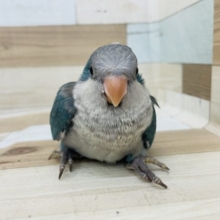 もっちりまるまる体型がたまらん♡オキナインコヒナ(ブルー)