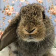 ロップイヤー？　9/２撮影