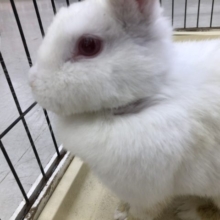 ウサギと言ったらこのカラー　9/１０撮影
