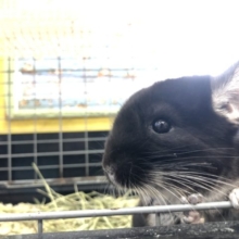 体は真っ黒でもお腹は？　9/１５撮影