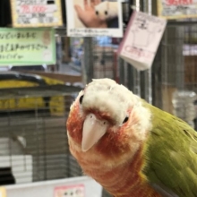 カッコいい　ウロコインコちゃんです　５／１２投稿