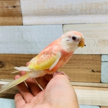 人気カラー!!秋草インコ(ルビノー)いますよ♪