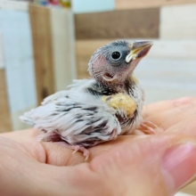 ご飯モリモリ食べています♪シルバー文鳥さん☆