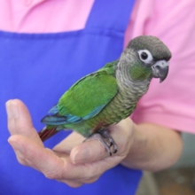 にぎごろOK！　ウロコインコ　ノーマル