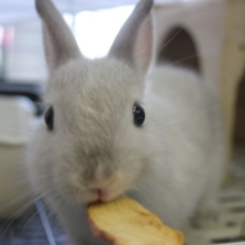 モフフワッだよ♪ネザーランドドワーフさん🐇♥