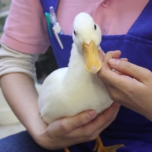 立派に成長しました❢コールダック さん🦆✨