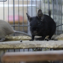 当店生まれの赤ちゃん☆デグー（ブラック）