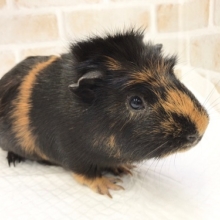 つむじがかわいい！クレステッドモルモット　男の子！