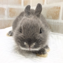 魅惑の口元！ドワーフラビット（ブルー系）